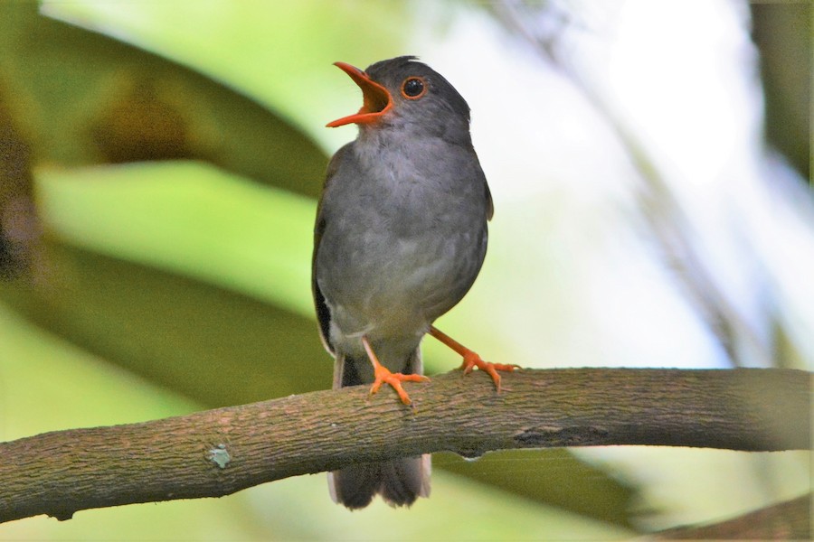 Rossignol-ermite à tête grise (Catharus griseiceps)