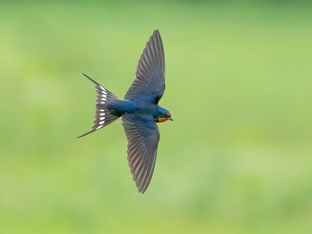 Kırlangıç (Hirundo rustica)