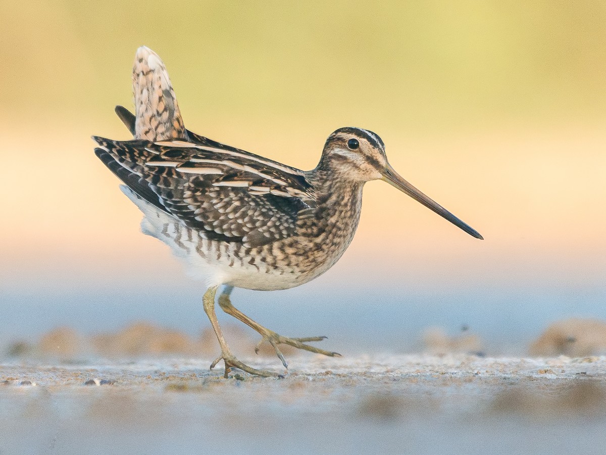Eurasian Snipe (Gallinago gallinago)