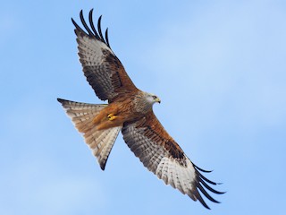Rode Wouw (Milvus milvus)