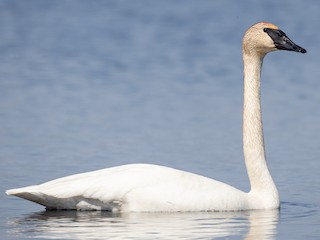 Trumpeter Swan (Cygnus buccinator)