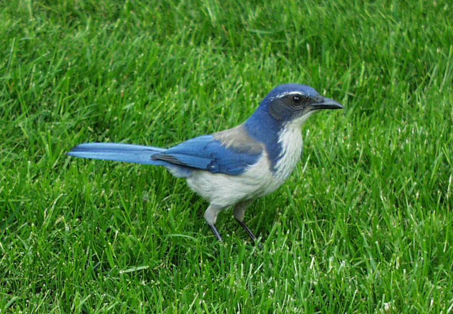 Западная кустарниковая сойка (Aphelocoma californica)