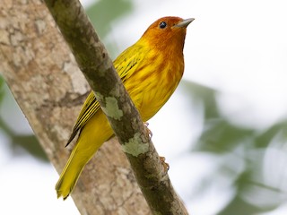 Chipe Amarillo (Setophaga petechia)