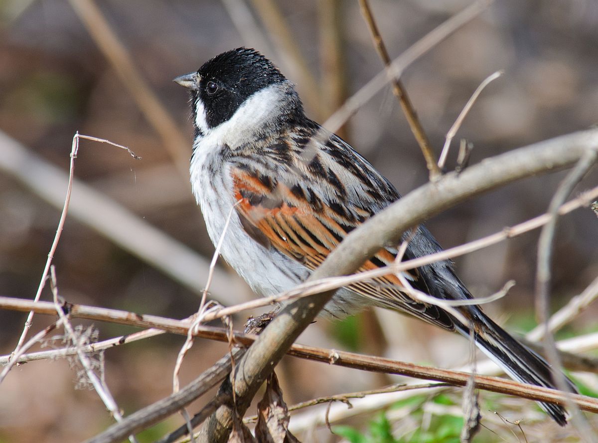 Strnad rákosní (Emberiza schoeniclus)