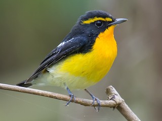 Нарциссовая мухоловка (Ficedula narcissina)