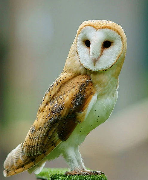 Cú mèo (Strigiformes)