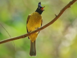 Bulbul Crestinegro (Rubigula flaviventris)