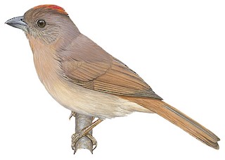 Hormiguero Dorsirrojo (Habia rubica)