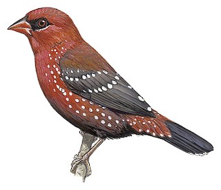 Çilek İspinozu (Amandava amandava)