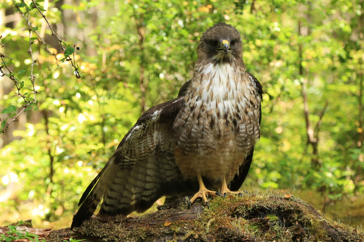 Aguilucho Cola-canela (Buteo ventralis)