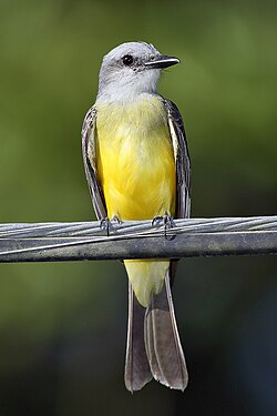 Suiriri-tropical (Tyrannus melancholicus)