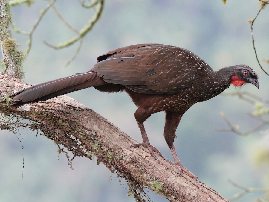 Jacuaçu (Penelope obscura)