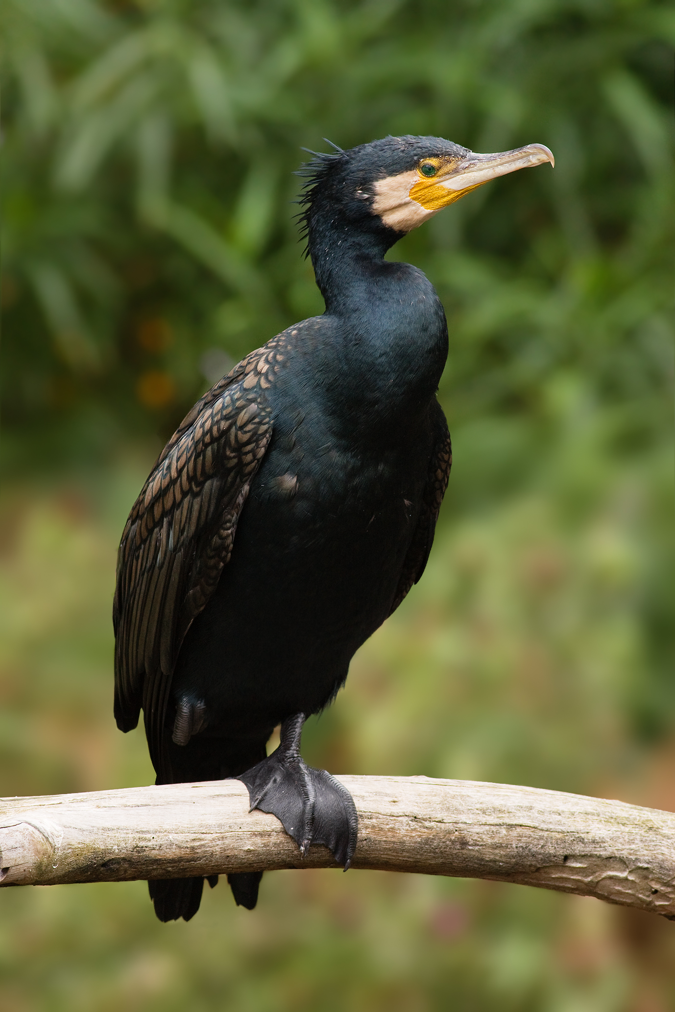 가마우지 (Phalacrocorax carbo)