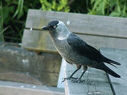 Western Jackdaw (Coloeus monedula)