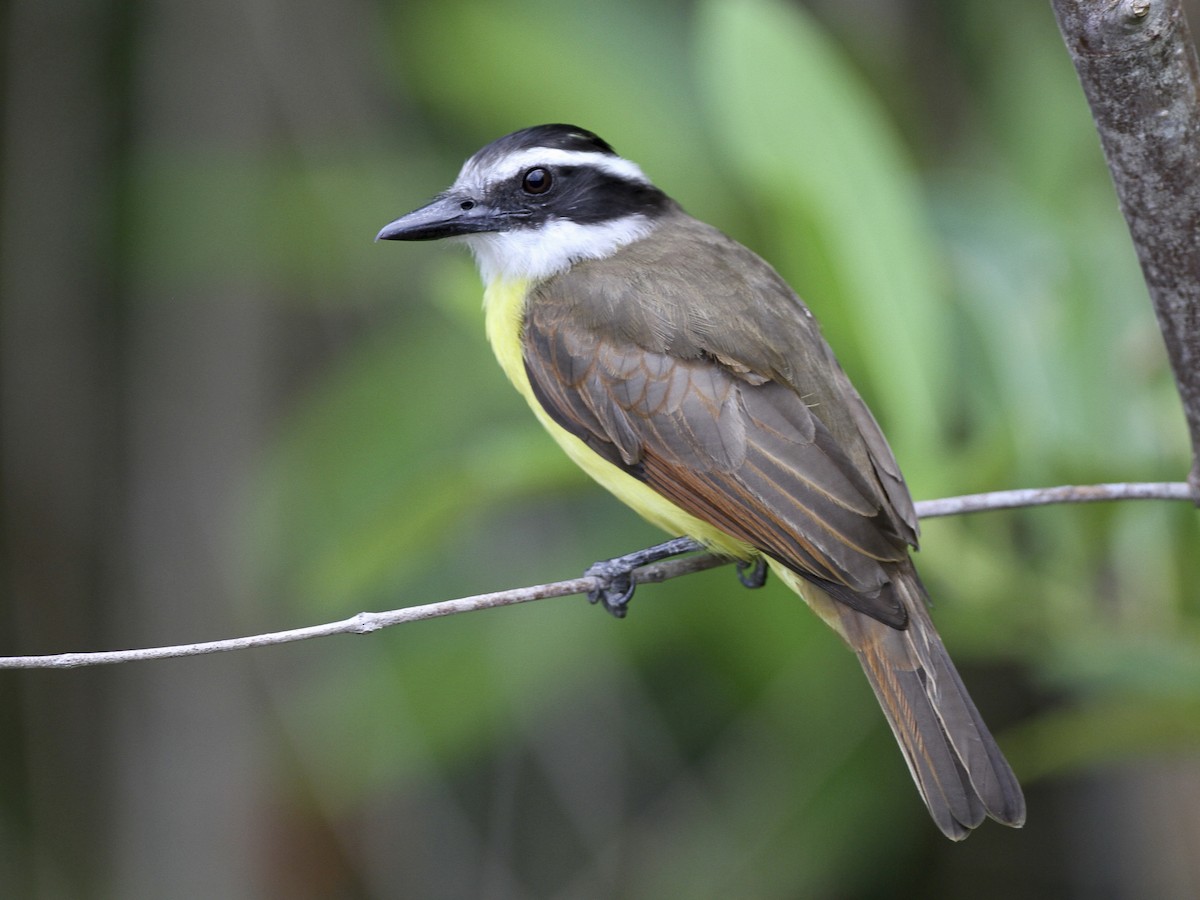 Great Kiskadee (Pitangus sulphuratus)