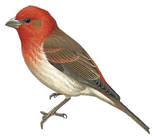 Dziwonia (Carpodacus erythrinus)
