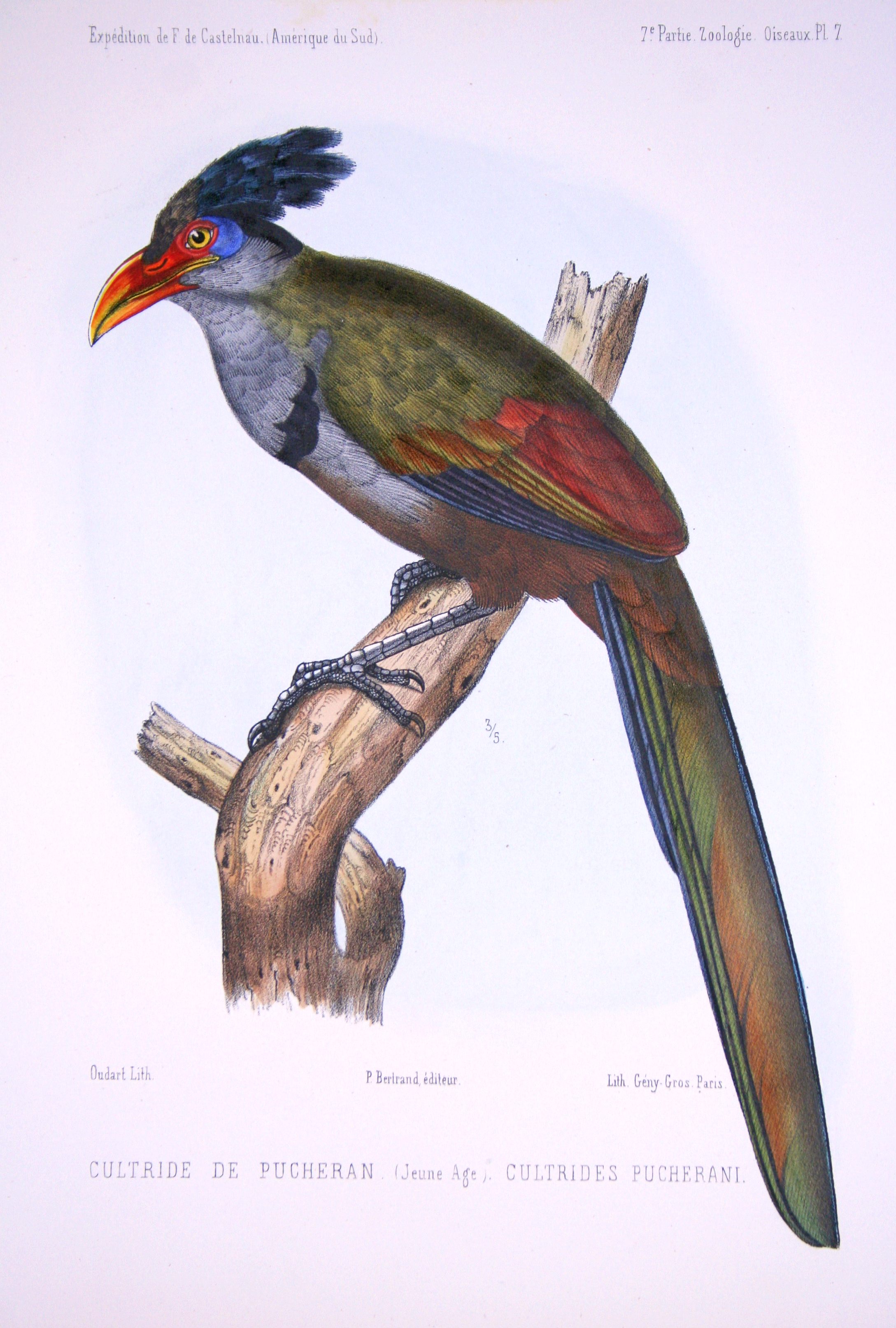 Cucu-terrestre-de-bico-pequeno (Neomorphus pucheranii)