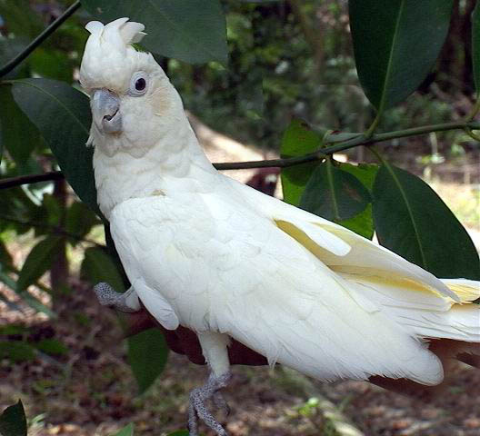 Kakatua Jambul Merah (Cacatua haematuropygia)