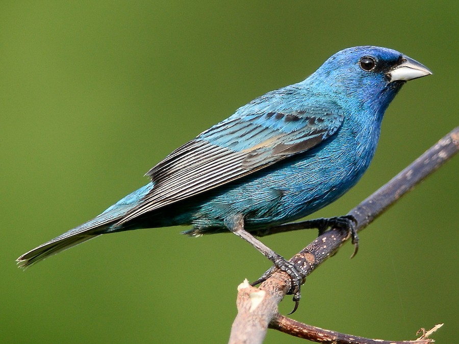 Indigo Bunting (Passerina cyanea)