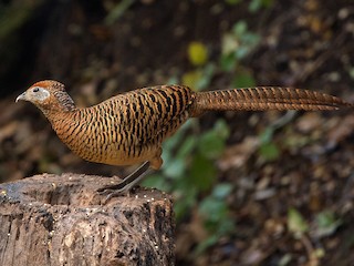 Алмазный фазан (Chrysolophus amherstiae)
