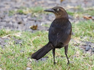 Great-tailed Grackle (Quiscalus mexicanus)