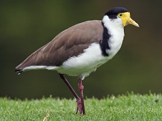 Чибис-солдат (Vanellus miles)