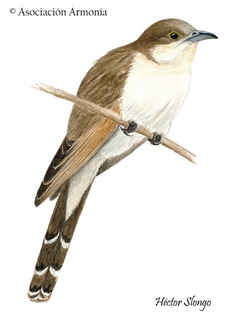 Черноклювая кукушка (Coccyzus erythrophthalmus)