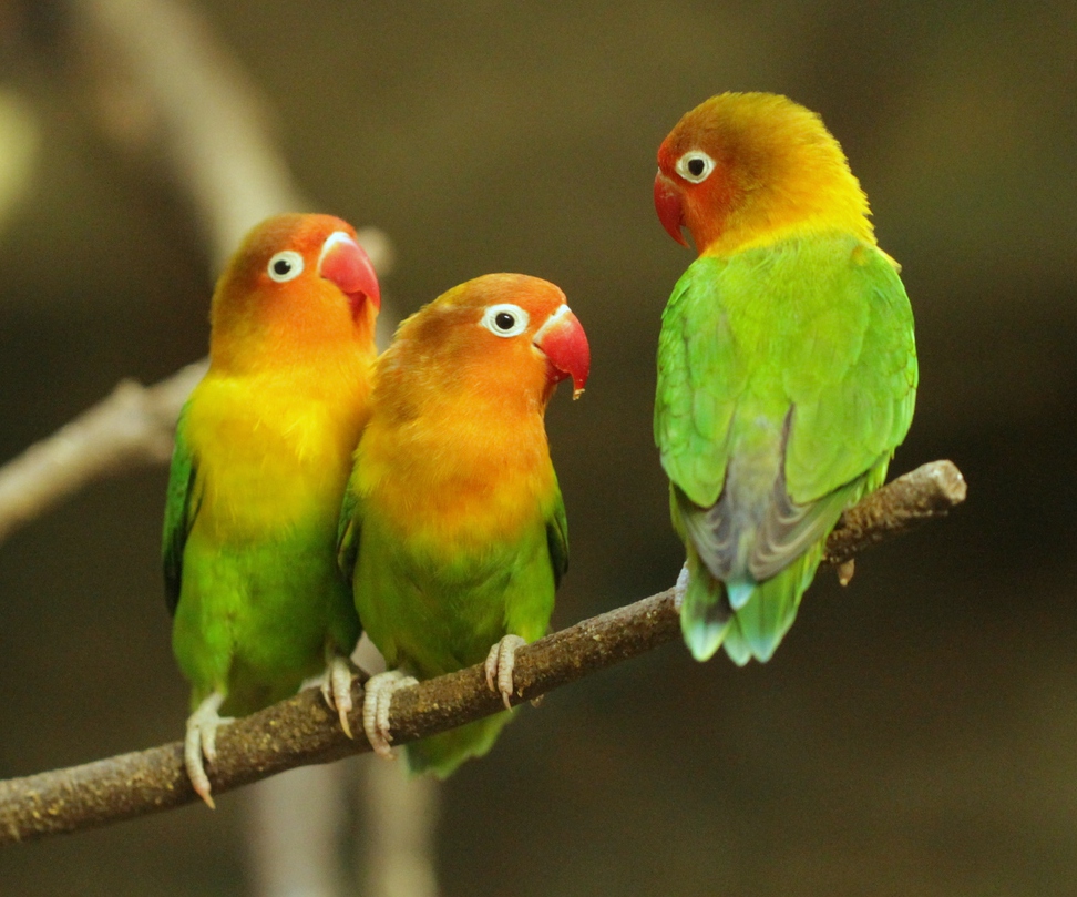 Fischer's Lovebird (Agapornis fischeri)