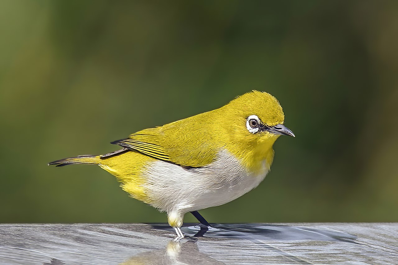 Chích Chạch Núi (hoặc Vành Khuyên Phương Đông, Vành Khuyên Ấn Độ) (Zosterops palpebrosus)