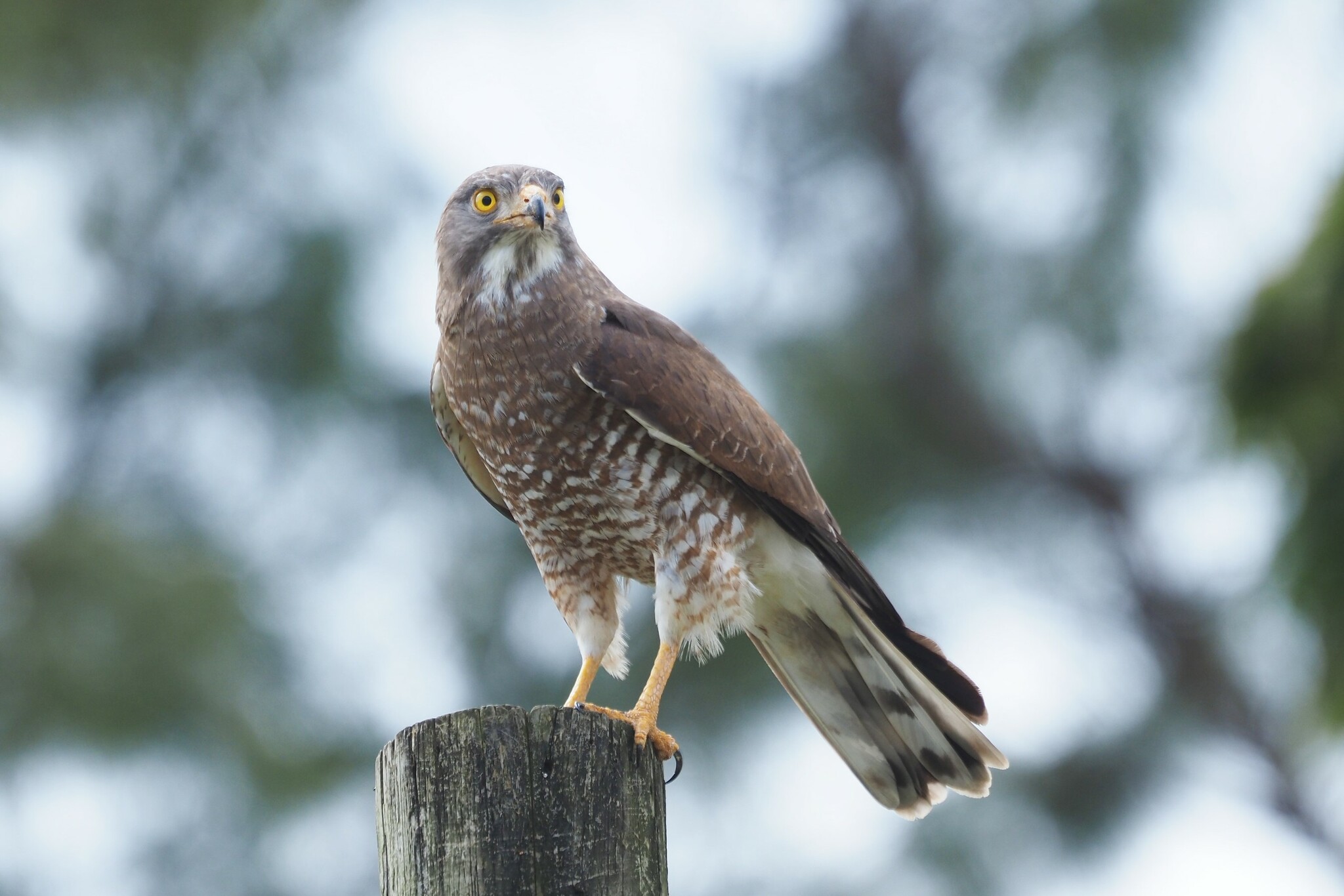 Японский канюк (Butastur indicus)