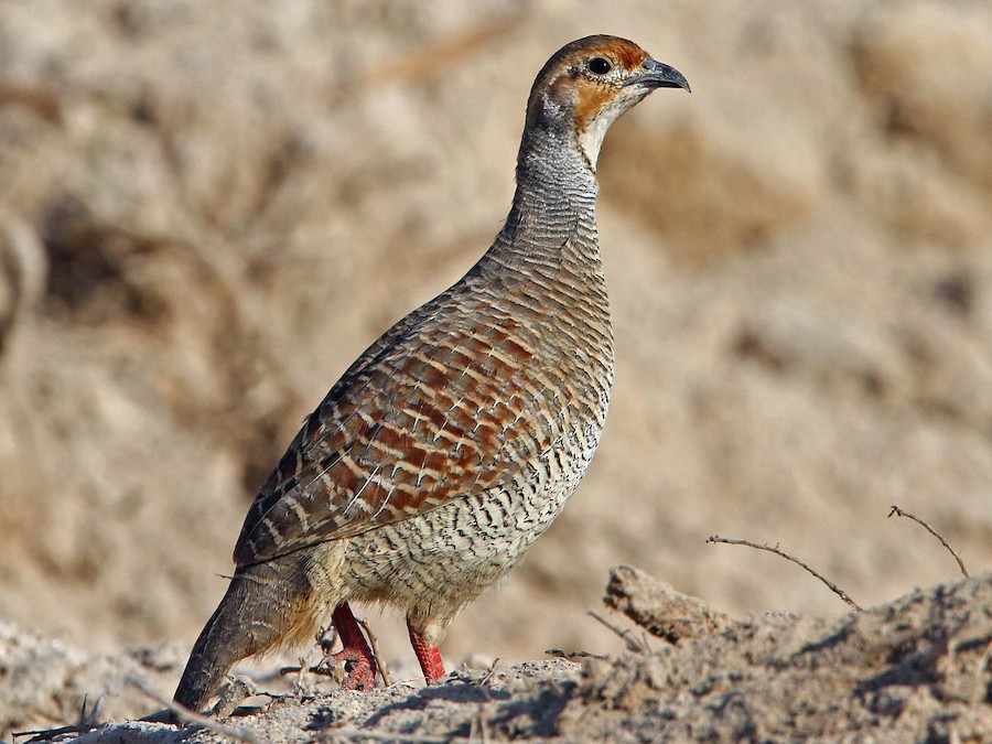 Francolino grigio (Ortygornis pondicerianus)