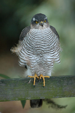 Krahujec obecný (Accipiter nisus)