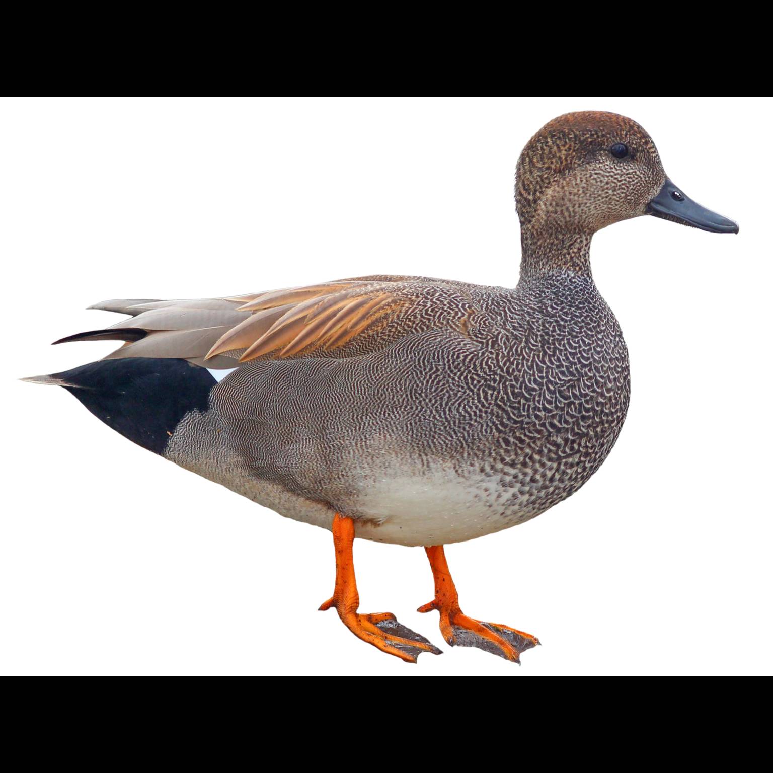 Gadwall (Mareca strepera)