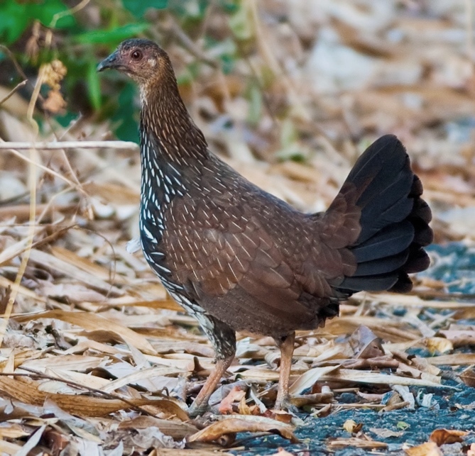 ไก่ป่า (Gallus gallus)