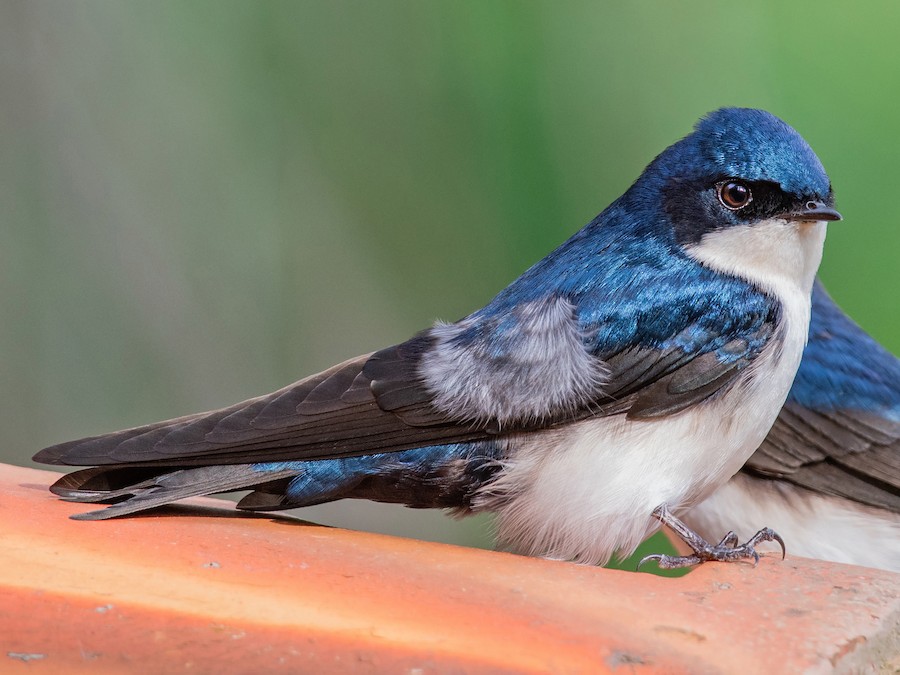 Golondrina Azul y Blanca (Pygochelidon cyanoleuca)