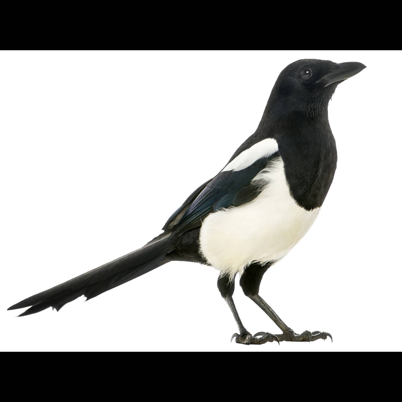 Eurasian Magpie (Pica pica)