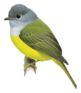 Grey-headed Canary-flycatcher (Culicicapa ceylonensis)