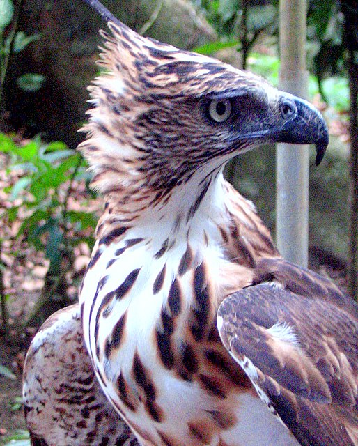 Philippine Hawk-Eagle (Nisaetus philippensis)