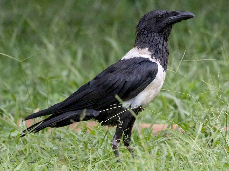 Krkavec strakatý (Corvus albus)