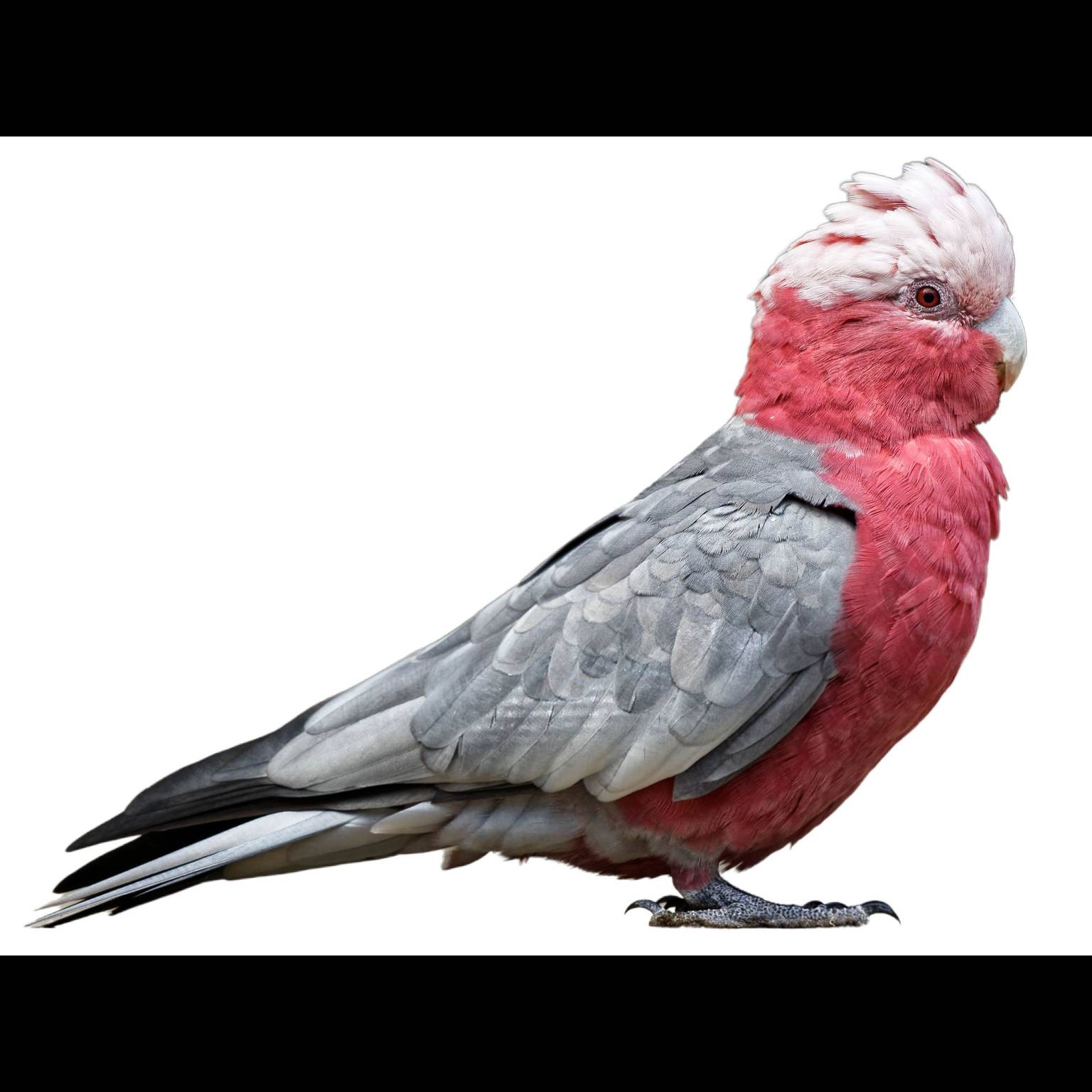 Galah (Eolophus roseicapilla)