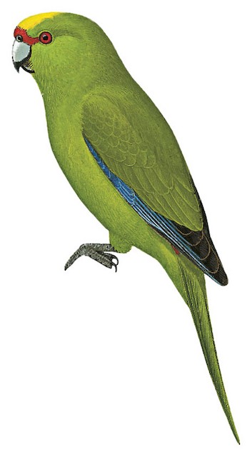 Kakariki žltočelý (Cyanoramphus auriceps)
