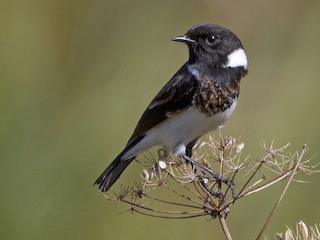 Обыкновенный чекан (Saxicola torquatus)