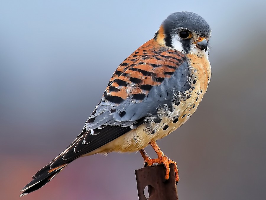 Gheppio Americano (Falco sparverius)