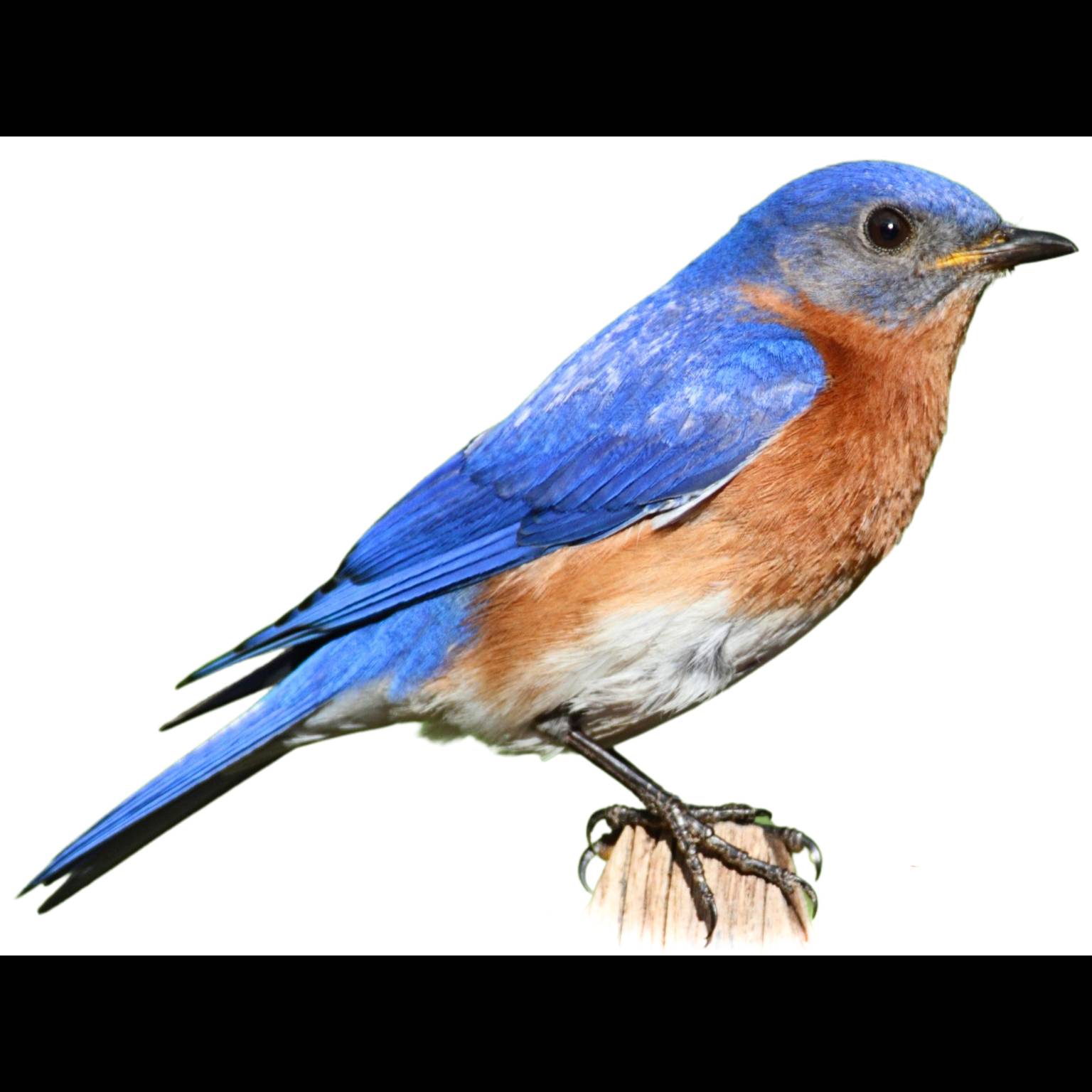 Eastern Bluebird (Sialia sialis)