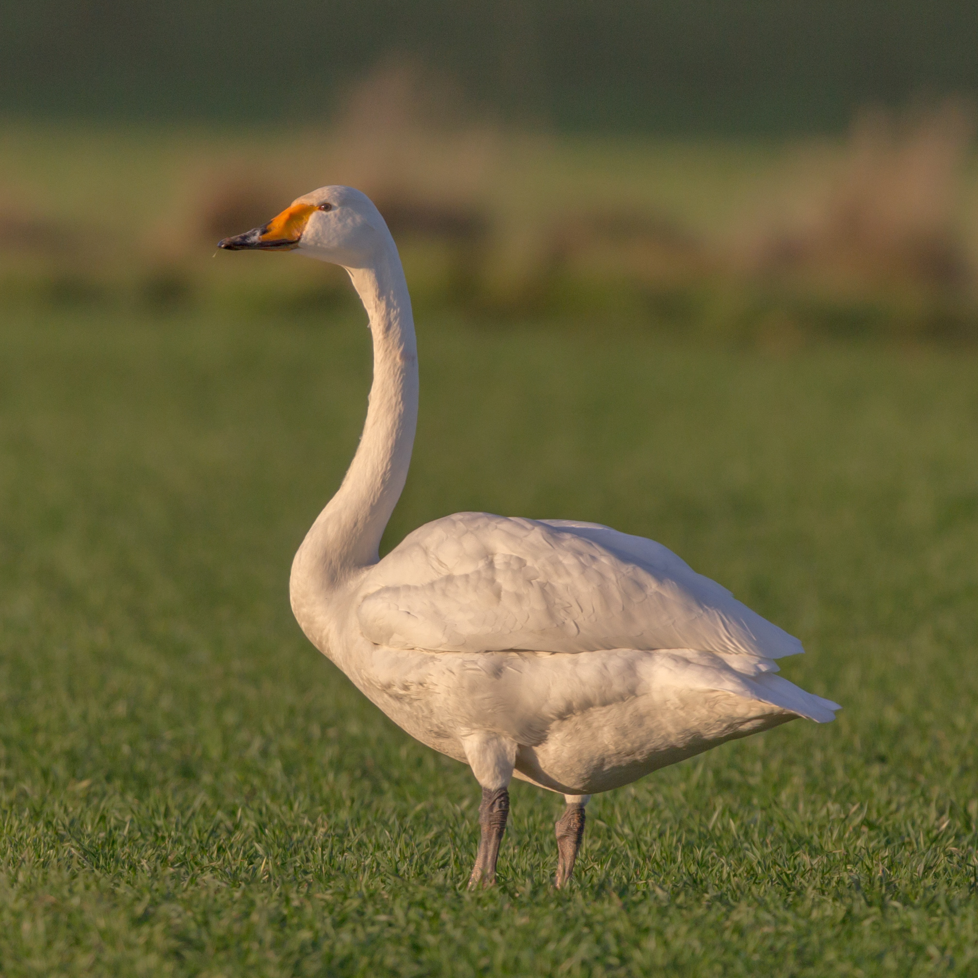 Whooper Swan (Cygnus cygnus)
