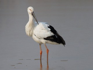 Восточный белый аист (Ciconia boyciana)