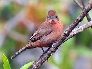 Краснохохлая овсянка (Coryphospingus cucullatus)