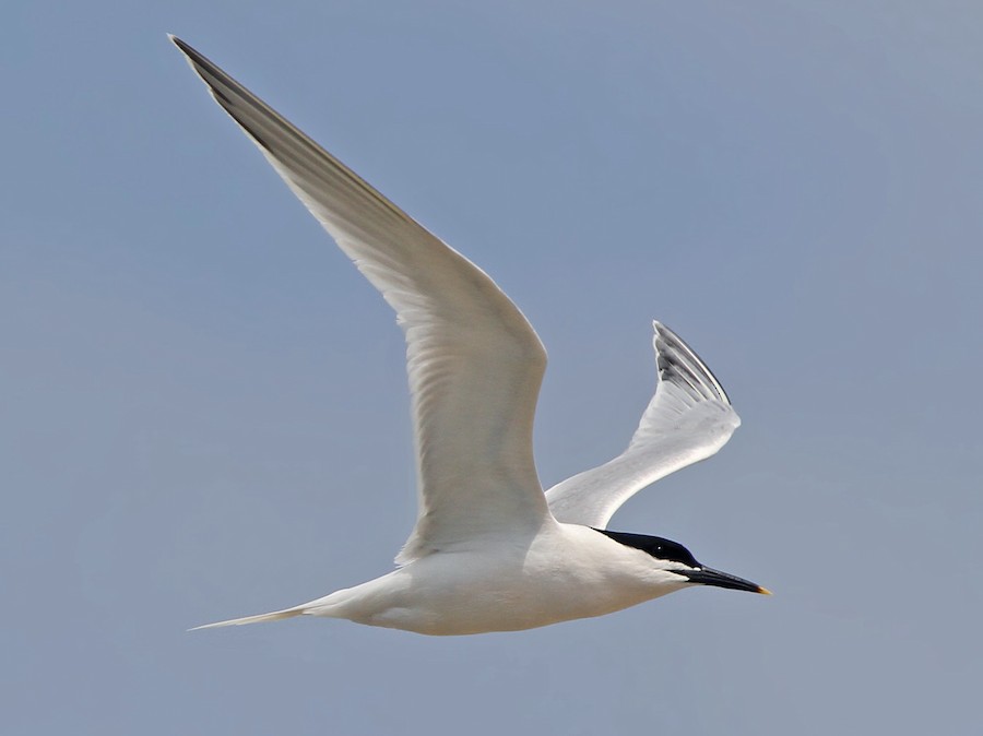 Sandwich Tern (Thalasseus sandvicensis)