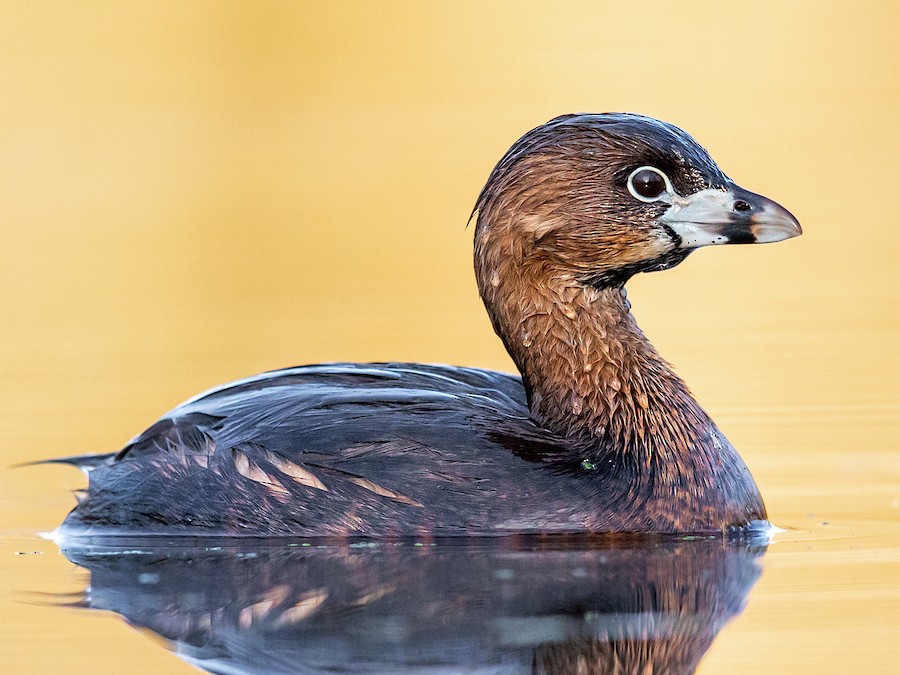 Búbos vöcsök (Podilymbus podiceps)