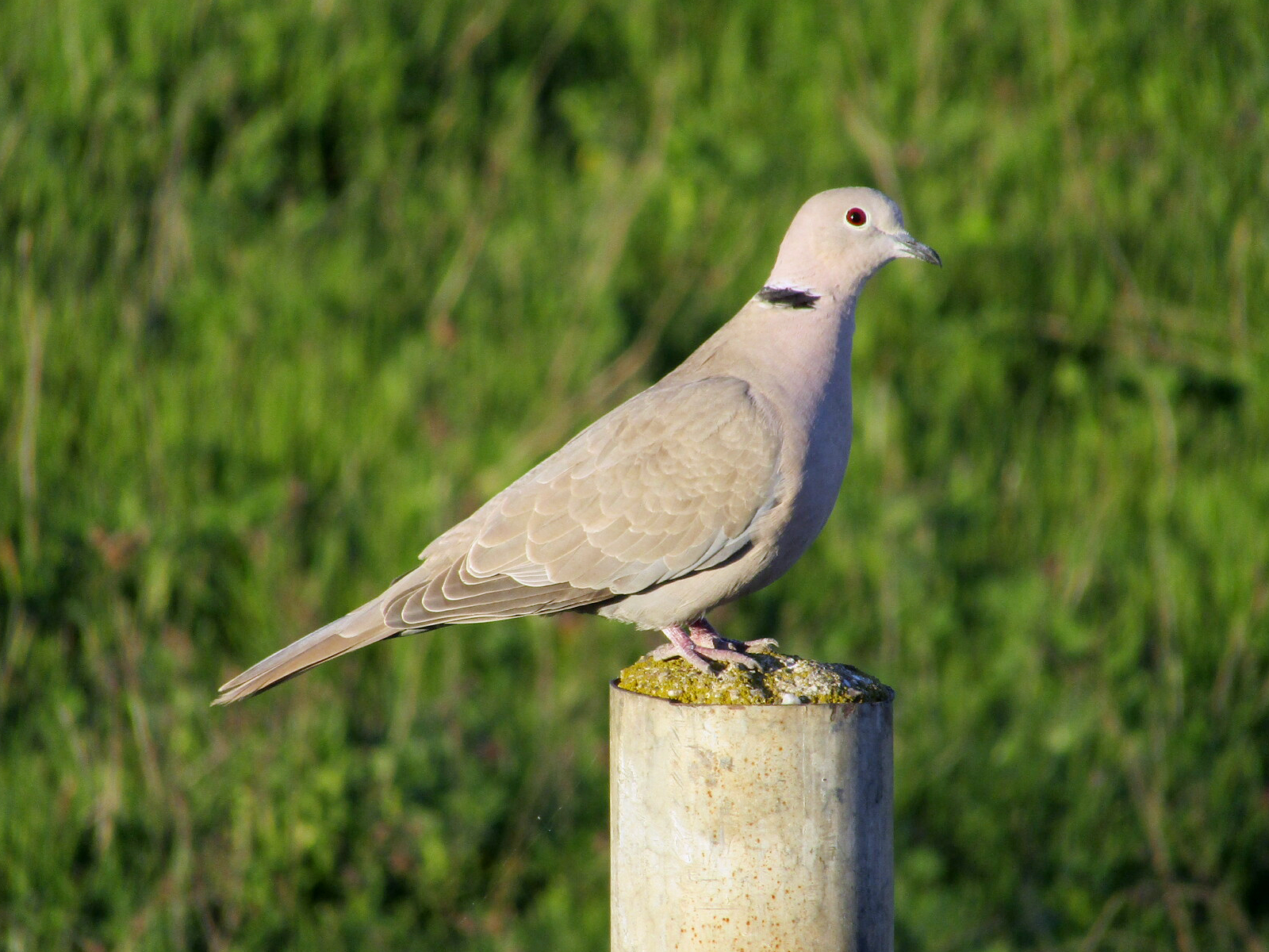 Tortora dal collare orientale (Streptopelia decaoc)